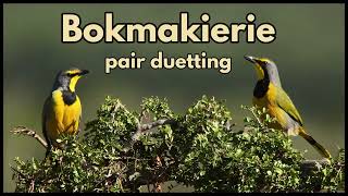 BOKMAKIERIE pair duetting [upl. by Nosraep]