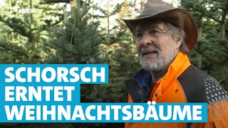 Bei der Weihnachtsbaumernte mit FichtenSchorsch in der Eifel [upl. by Ahsuas]