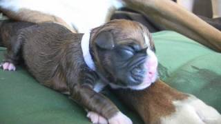 Amazing Puppy Birth Part 3 [upl. by Calloway]