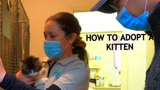 HOW TO ADOPT A KITTEN FROM ANIMAL SHELTER kitten adoptme cat kitten pets [upl. by Htyderem556]