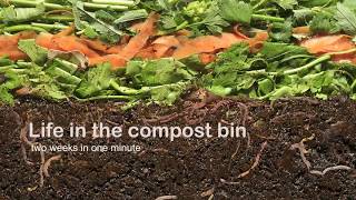 Vermicompost  Life in the compost bin [upl. by Nylatsirhc486]