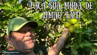 Como Fazer Muda de Limão Taiti Por Alporquia [upl. by Suoiluj210]