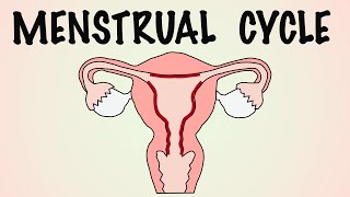 PHASES OF MENSTRUAL CYCLE MENSTRUAL CYCLE EXPLAINED [upl. by Ycrep366]