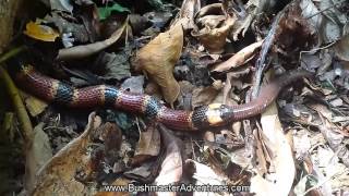 Coral Snake feeding on a Caecilian [upl. by Orozco]