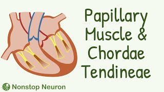 Importance of Papillary Muscle and Chordae Tendineae in Heart [upl. by Gewirtz]