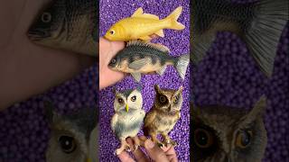 owl fish satisfyingvideo [upl. by Ailuy845]