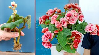 Begonia is ravishing flower Propagate by cuttings in sand at home [upl. by Tinor769]