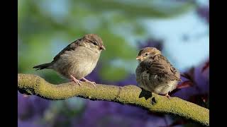 birds singing no copyright sound effect [upl. by Ariel]