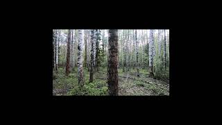 Pine forest and early morning in the forest nature wildlife natura travel [upl. by Nilre417]