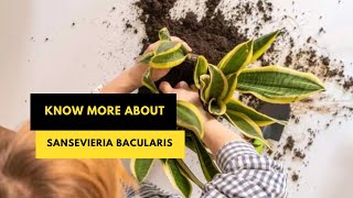 Know More About Sansevieria Bacularis snakeplantcare [upl. by Arianne]