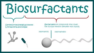 Biosurfactants and their use in human welfare [upl. by Costanzia]