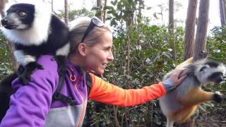 Lemur Island  Black and White Ruffed Lemur DIademed Sifaka [upl. by Jobe]