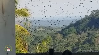 nacimiento de abejas obreras [upl. by Magna788]