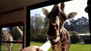 VIPTOUR im SAFARIEXPRESS  SerengetiPark Hodenhagen [upl. by Sadoff10]