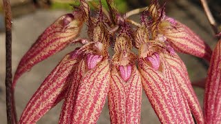 Cirrhopetalum  Bulbophyllum Elizabeth Ann Buckleberry FCCAOS [upl. by Muirhead361]