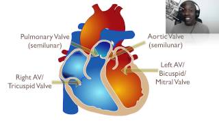 The Anatomy Of The Heart [upl. by Bart]