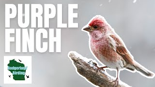 Finding Beautiful Purple Finches in the Snow [upl. by Dayiz]