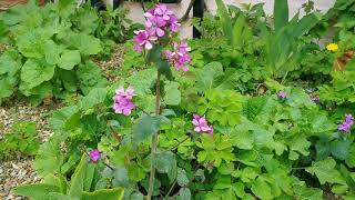 How To Grow Honesty in your Garden [upl. by Brosine]