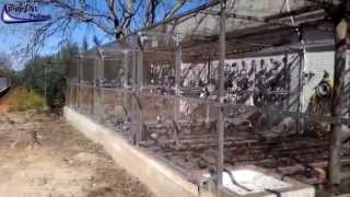 Pigeon loft Ruz  Taubenschlag Ruz  Palomar Ruz  2012 [upl. by Portwin]