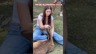 奈良の鹿と過ごす観光客の甘いひととき  Nara Park Deer In japan  nara deer deerpark japan [upl. by Enelie]