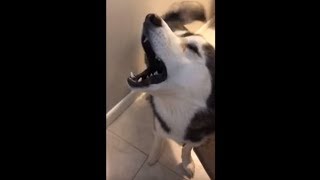 Screaming husky throws insane temper tantrum [upl. by Ecyor904]