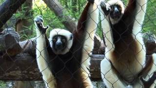 Leaping Lemurs Coquerels Sifakas at the Houston Zoo [upl. by Anitsirhc]