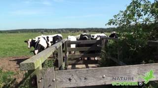 Wandelen op het Laarzenpad bij Amerongen [upl. by Voccola]