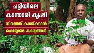 ചട്ടിയിലെ കാന്താരി മുളക്‌ കൃഷി  Cultivation of Kanthari chilli Malayalam  kanthari mulark krishi [upl. by Nauqyaj]