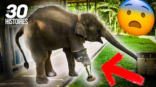 Cet éléphant a eu un accident triste 😰  Les 30 histoires spectaculaires [upl. by Laehcimaj]