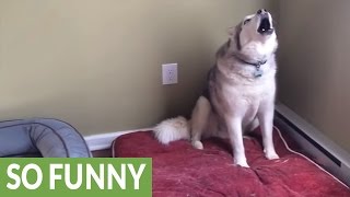 Extremely stubborn Husky throws epic temper tantrum [upl. by Wampler822]