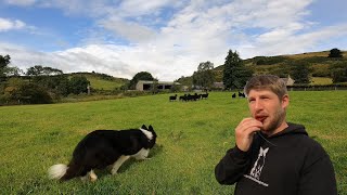 Crazy border collie sheepdog learns Whistle commands [upl. by Otsirc479]