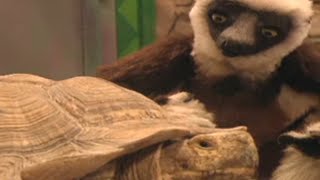 Zoboomafoo with the Kratt Brothers BIG LIZARDS  Full Episodes Compilation [upl. by Einnol462]