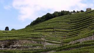 Le vignoble de Lavaux [upl. by Asus]