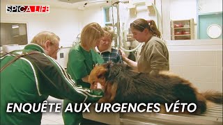 Urgence  enquête sur les vétos prêts à tout [upl. by Irmine308]