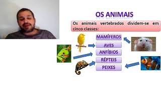 Animais Vertebrados e Invertebrados [upl. by Wurster452]