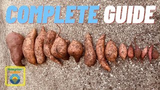 HOW TO SPROUT SWEET POTATOES IN WATER FOR PLANTING [upl. by Yerac]