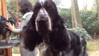 English Cocker Spaniel Daimler amp Benz Grooming Part 2 [upl. by Anaujik]