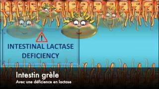 Intolérance au lactose [upl. by Crawford]