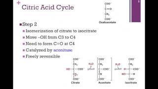 101TCA Steps 14 [upl. by Braasch]