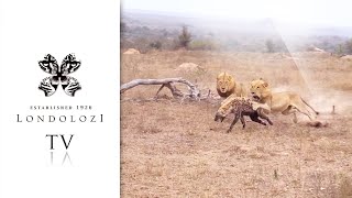 Unforgettable Encounter 5 Lions Ambush One Hyena [upl. by Colby]