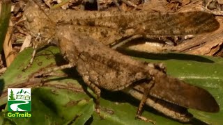 Carolina grasshopper courtship display  dance  ritual  Insect [upl. by Baptista]