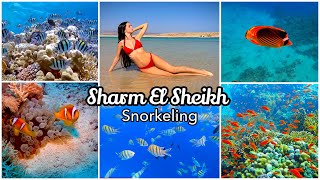 5 VLOG SHARM EL SHEIKH Snorkeling a Ras Mohamed 🐠🥽 [upl. by Yema]