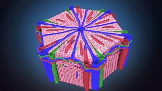 S3DMediMagic for Histology Histology of Liver [upl. by Toney]