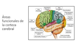 Áreas funcionales de la corteza cerebral y vías sensitivas y motoras [upl. by Doy]