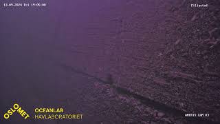 Live streaming OsloMet Oceanlab ANERIS low cost underwater camera observatory  Filipstad [upl. by Nnailuj]