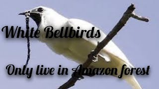 white bellbirdpukhtanaRelaxingworldsurvivingvlogsbirds [upl. by Arretak]