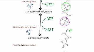 Glycolysis [upl. by Nitsew]