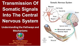 Transmission of somatic signals into the central nervous system [upl. by Iffar560]