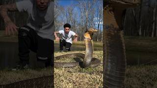 Englands King Cobra Naag Snake 🐍 ⛎ King Cobra Snakes Naag Wonderful looking beautiful moments ⛎ [upl. by Gardol227]