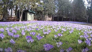 A timelapse after planting 10000 crocuses in a lawn [upl. by Gilly829]